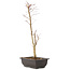 Acer palmatum Deshojo, 44 cm, ± 10 years old