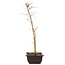 Acer palmatum Deshojo, 44 cm, ± 10 anni