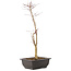 Acer palmatum Deshojo, 44 cm, ± 10 years old