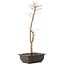 Acer palmatum Deshojo, 44 cm, ± 10 anni