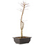 Acer palmatum Deshojo, 44 cm, ± 10 years old