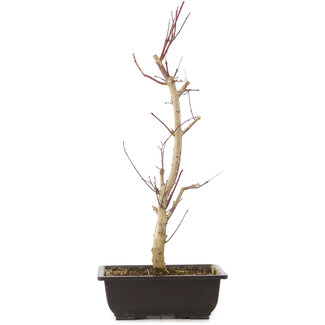 Acer palmatum Deshojo, 44 cm, ± 10 jaar oud