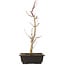 Acer palmatum Deshojo, 44 cm, ± 10 anni