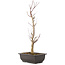 Acer palmatum Deshojo, 44 cm, ± 10 years old