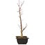 Acer palmatum Deshojo, 44 cm, ± 10 anni