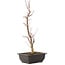 Acer palmatum Deshojo, 44 cm, ± 10 anni