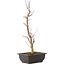 Acer palmatum Deshojo, 44 cm, ± 10 Jahre alt