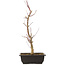 Acer palmatum Deshojo, 44 cm, ± 10 Jahre alt