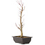 Acer palmatum Deshojo, 44 cm, ± 10 Jahre alt