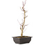 Acer palmatum Deshojo, 44 cm, ± 10 anni