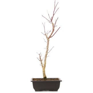 Acer palmatum Deshojo, 44 cm, ± 10 anni