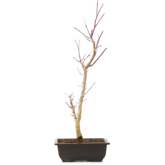 Acer palmatum Deshojo, 44 cm, ± 10 Jahre alt