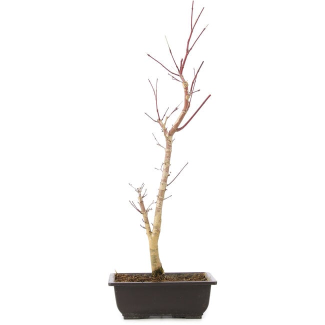 Acer palmatum Deshojo, 44 cm, ± 10 anni