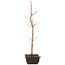 Acer palmatum Deshojo, 44 cm, ± 10 anni