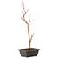 Acer palmatum Deshojo, 44 cm, ± 10 anni