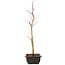 Acer palmatum Deshojo, 44 cm, ± 10 anni