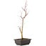 Acer palmatum Deshojo, 44 cm, ± 10 anni