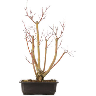 Acer palmatum, 49 cm, ± 12 Jahre alt