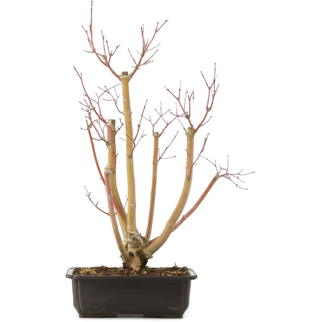 Acer palmatum, 49 cm, ± 12 anni