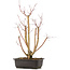 Acer palmatum, 49 cm, ± 12 Jahre alt