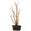 Acer palmatum, 49 cm, ± 12 Jahre alt