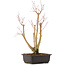 Acer palmatum, 49 cm, ± 12 anni