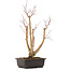 Acer palmatum, 49 cm, ± 12 Jahre alt
