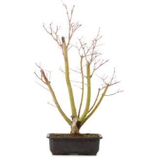 Acer palmatum, 49 cm, ± 12 anni