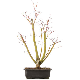 Acer palmatum, 49 cm, ± 12 jaar oud