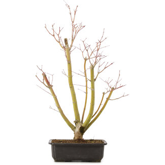 Acer palmatum, 49 cm, ± 12 Jahre alt