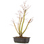 Acer palmatum, 49 cm, ± 12 Jahre alt