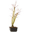 Acer palmatum, 49 cm, ± 12 Jahre alt