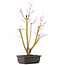 Acer palmatum, 49 cm, ± 12 Jahre alt