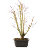 Acer palmatum, 49 cm, ± 12 years old
