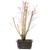 Acer palmatum, 49 cm, ± 12 years old