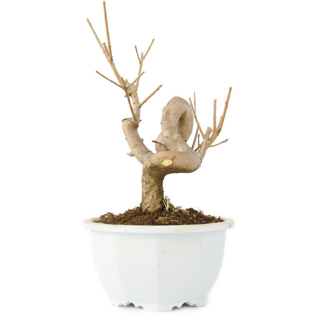 Chionanthus retusus, 18,5 cm, ± 8 años