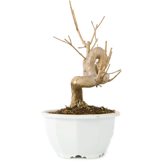 Chionanthus retusus, 18,5 cm, ± 8 Jahre alt