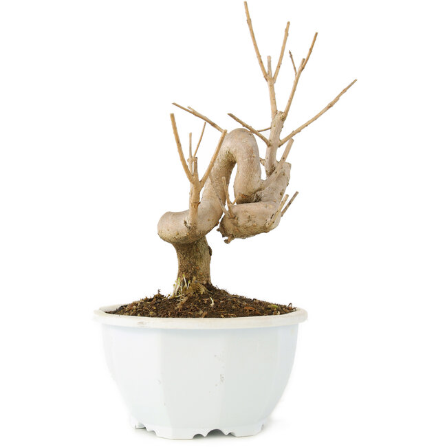 Chionanthus retusus, 18,5 cm, ± 8 Jahre alt