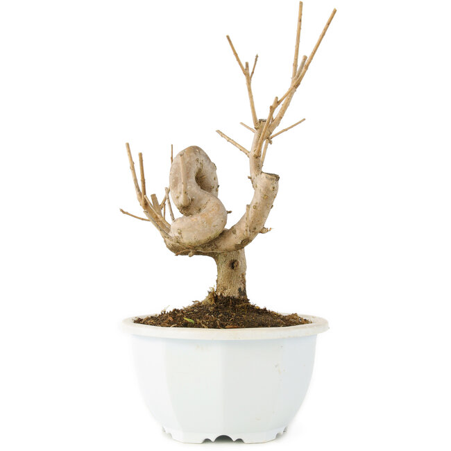 Chionanthus retusus, 18,5 cm, ± 8 Jahre alt