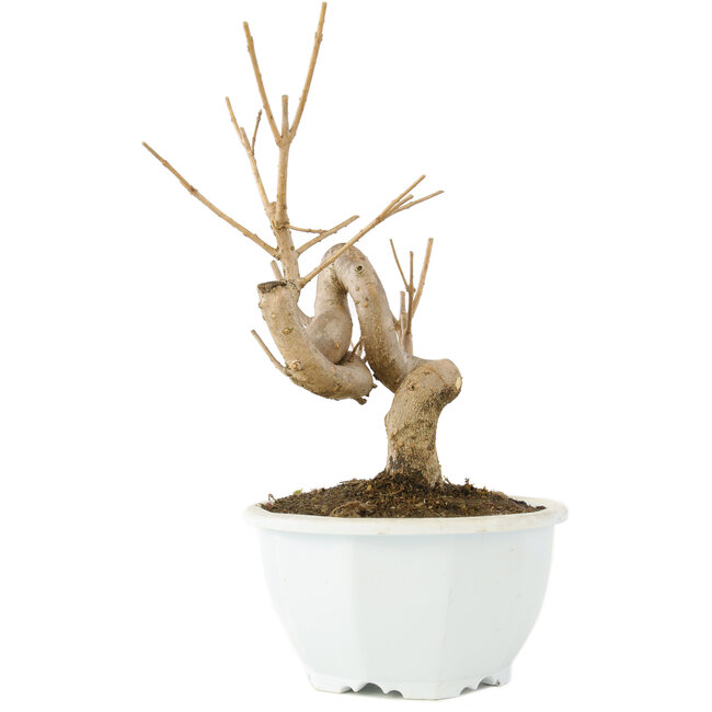 Chionanthus retusus, 18,5 cm, ± 8 Jahre alt