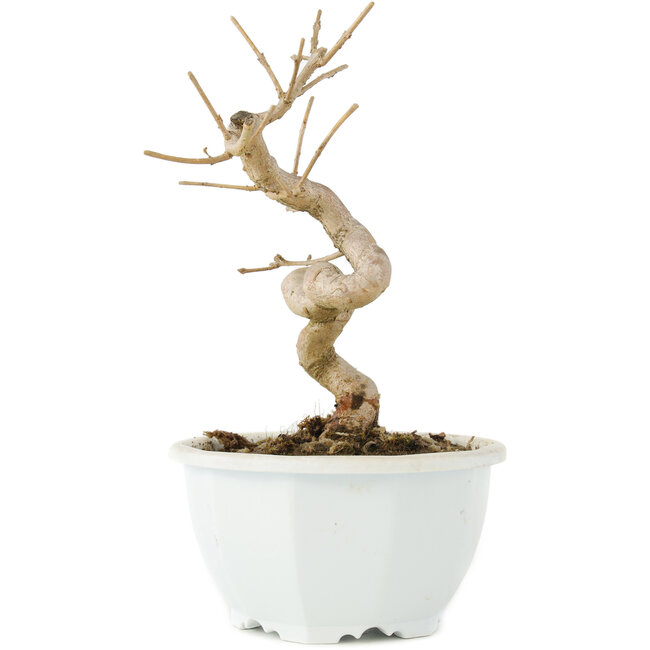 Chionanthus retusus, 16 cm, ± 8 años