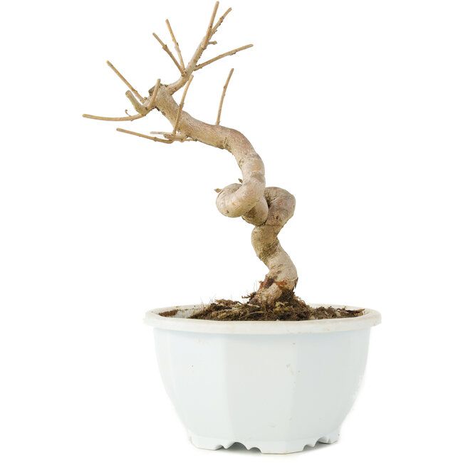 Chionanthus retusus, 16 cm, ± 8 años