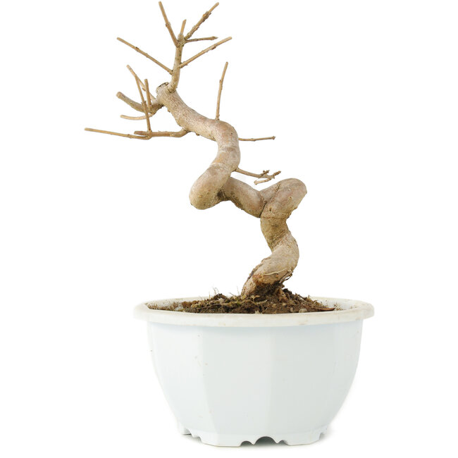 Chionanthus retusus, 16 cm, ± 8 años