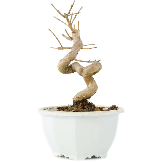 Chionanthus retusus, 16 cm, ± 8 años