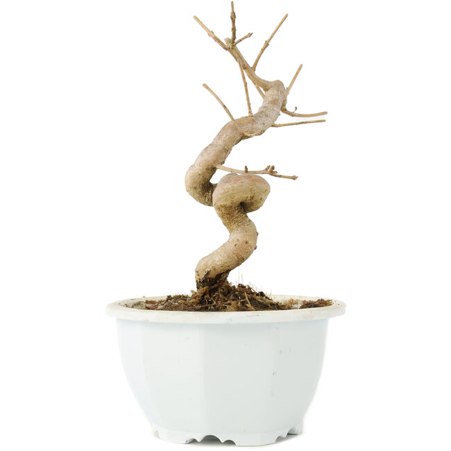 Chionanthus retusus, 16 cm, ± 8 Jahre alt