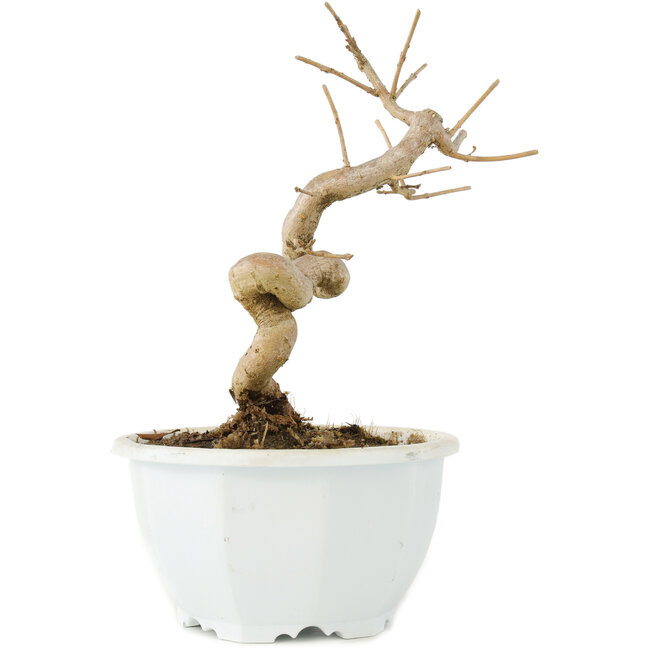 Chionanthus retusus, 16 cm, ± 8 años