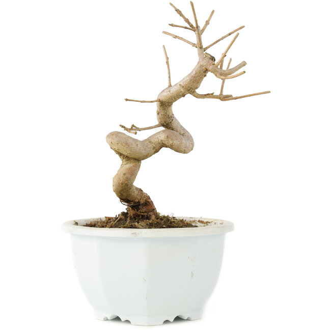 Chionanthus retusus, 16 cm, ± 8 Jahre alt