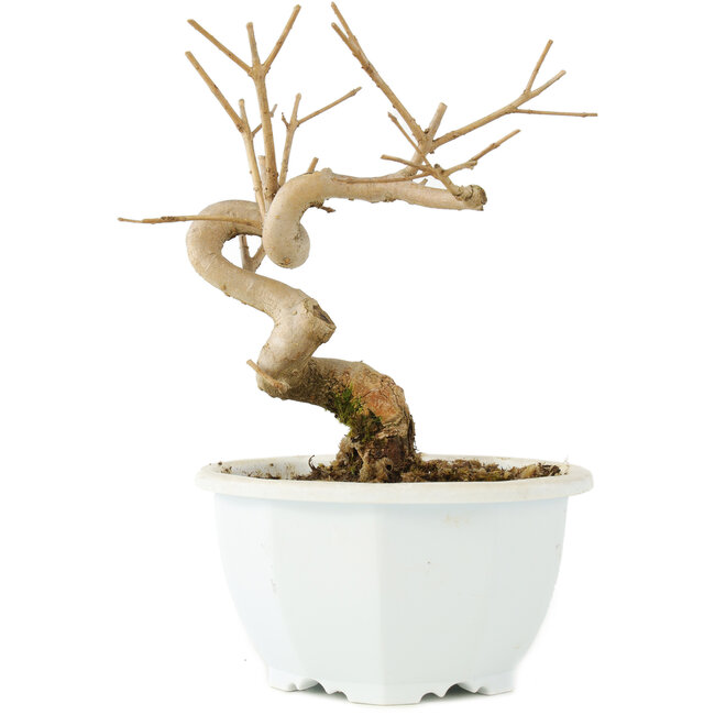 Chionanthus retusus, 15,5 cm, ± 8 jaar oud