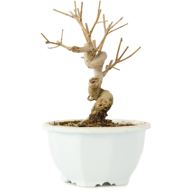 Chionanthus retusus, 15,5 cm, ± 8 Jahre alt