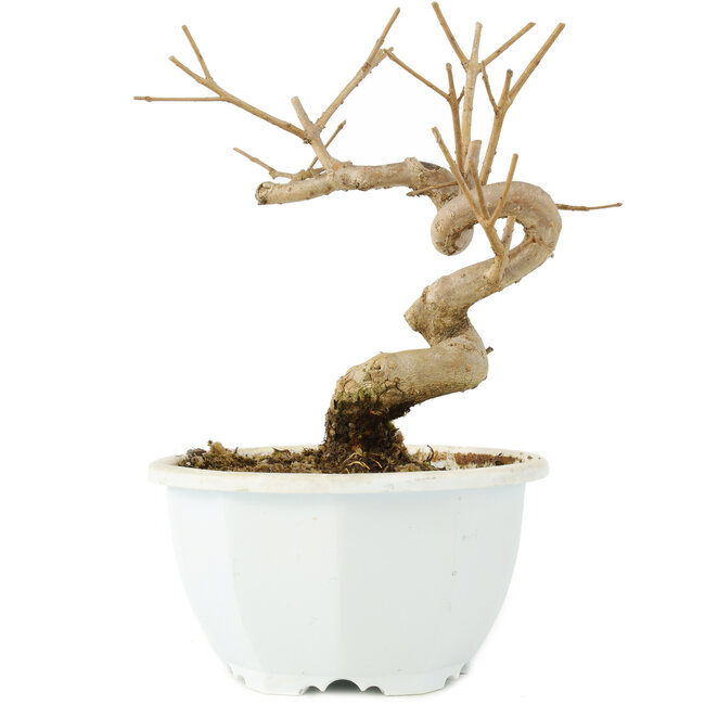 Chionanthus retusus, 15,5 cm, ± 8 Jahre alt